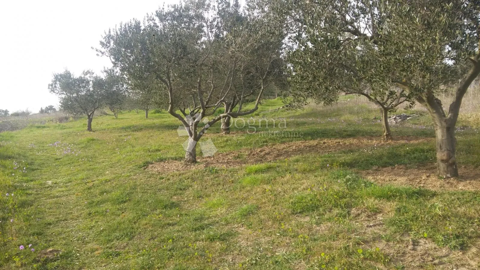 vila s bazenom i velikim maslinikom, crno - zadar! - slika 24