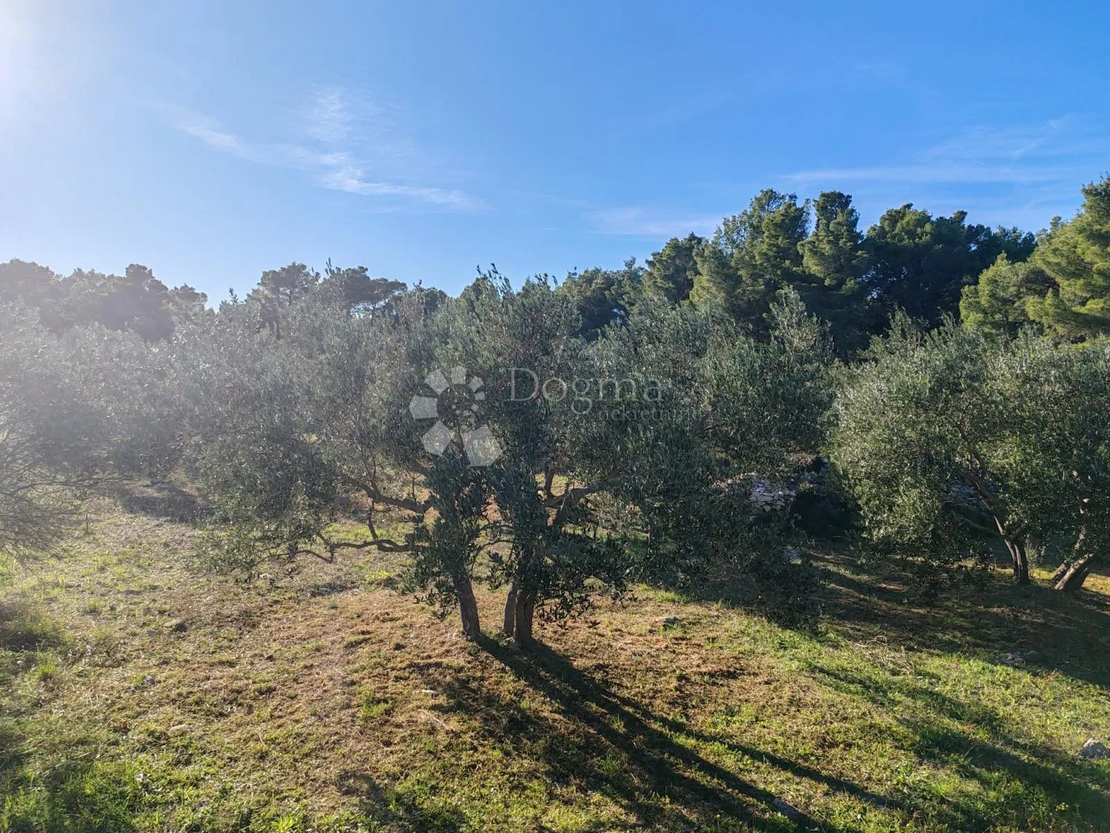 zablaće - šibenik - maslinik - slika 10