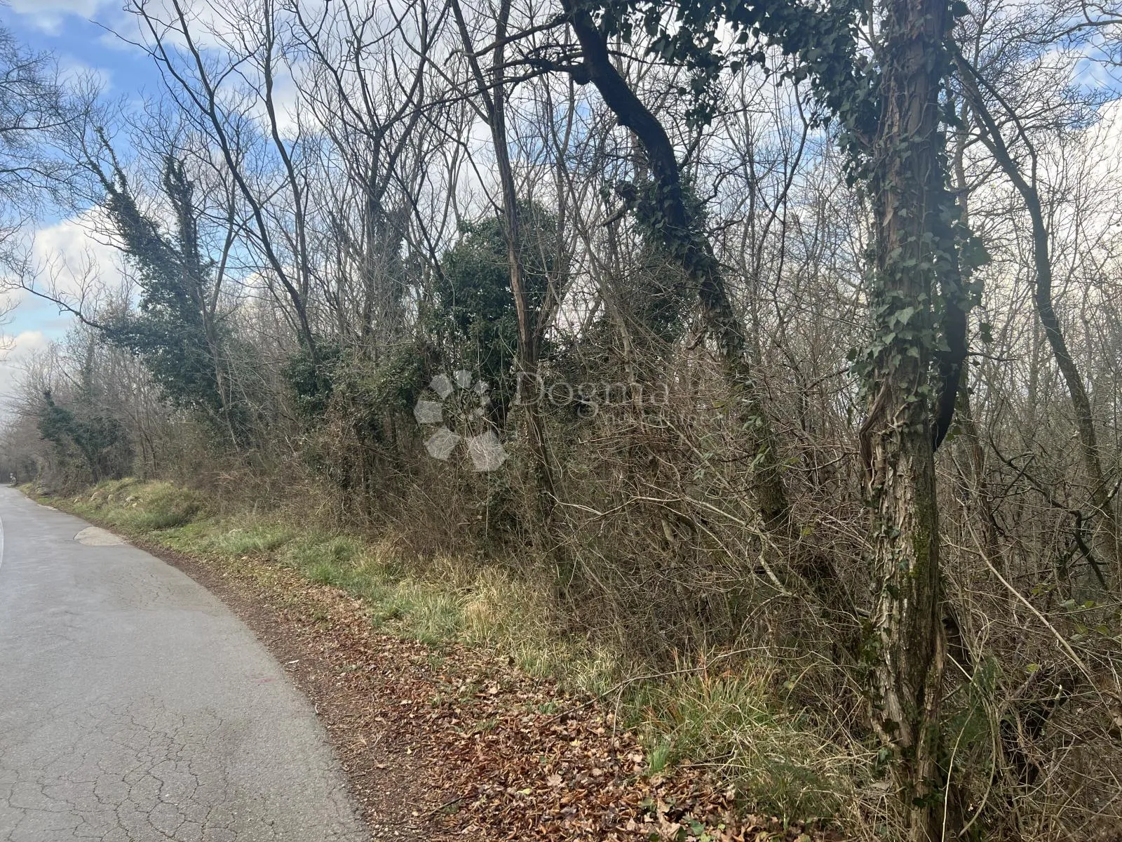 šuma 12.293 m2 - slika 1