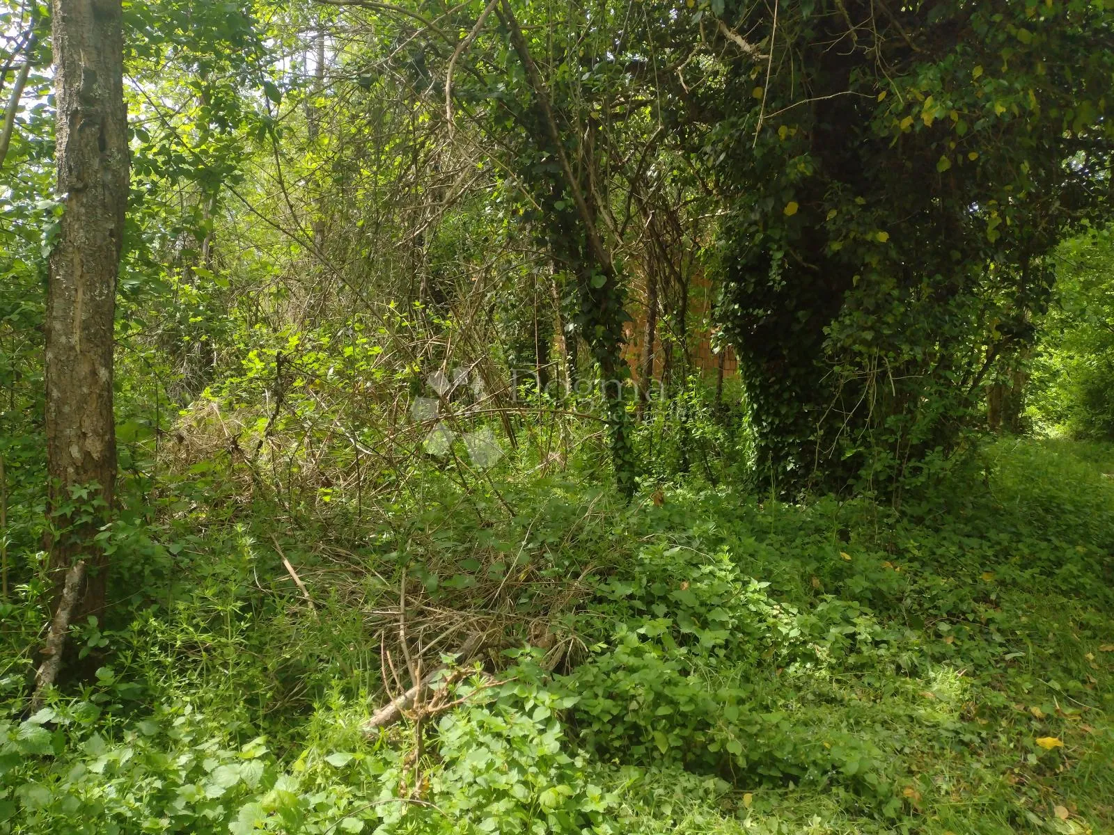 uredno vlasništvo, 1,8ha - slika 4