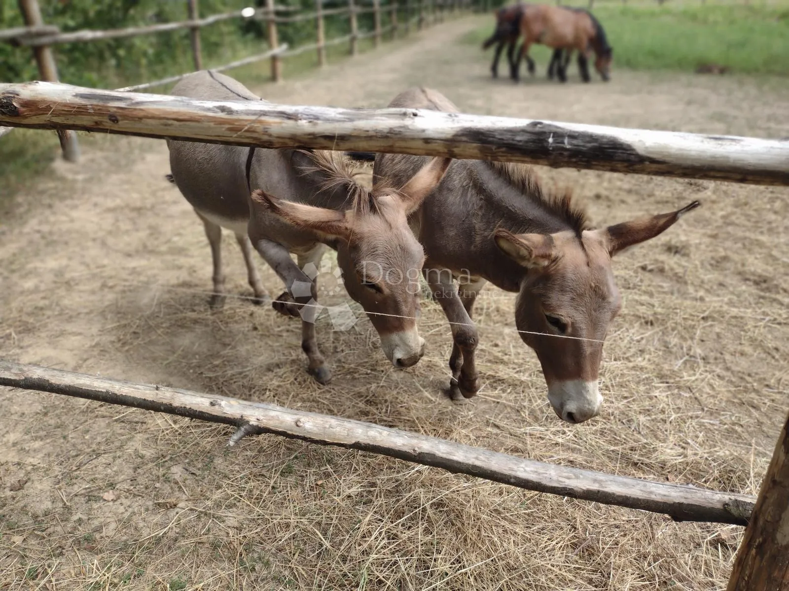 blatuša - 11.2ha - potok, konji !!! - slika 5