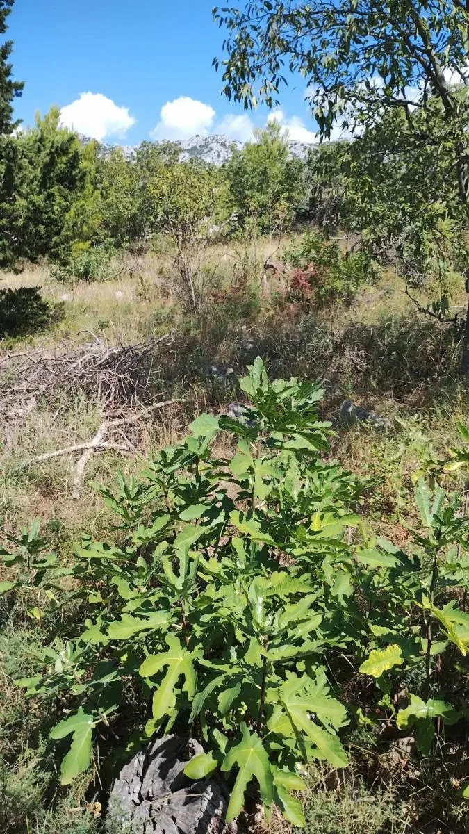 građevinsko zemljište - seline - starigrad - slika 23