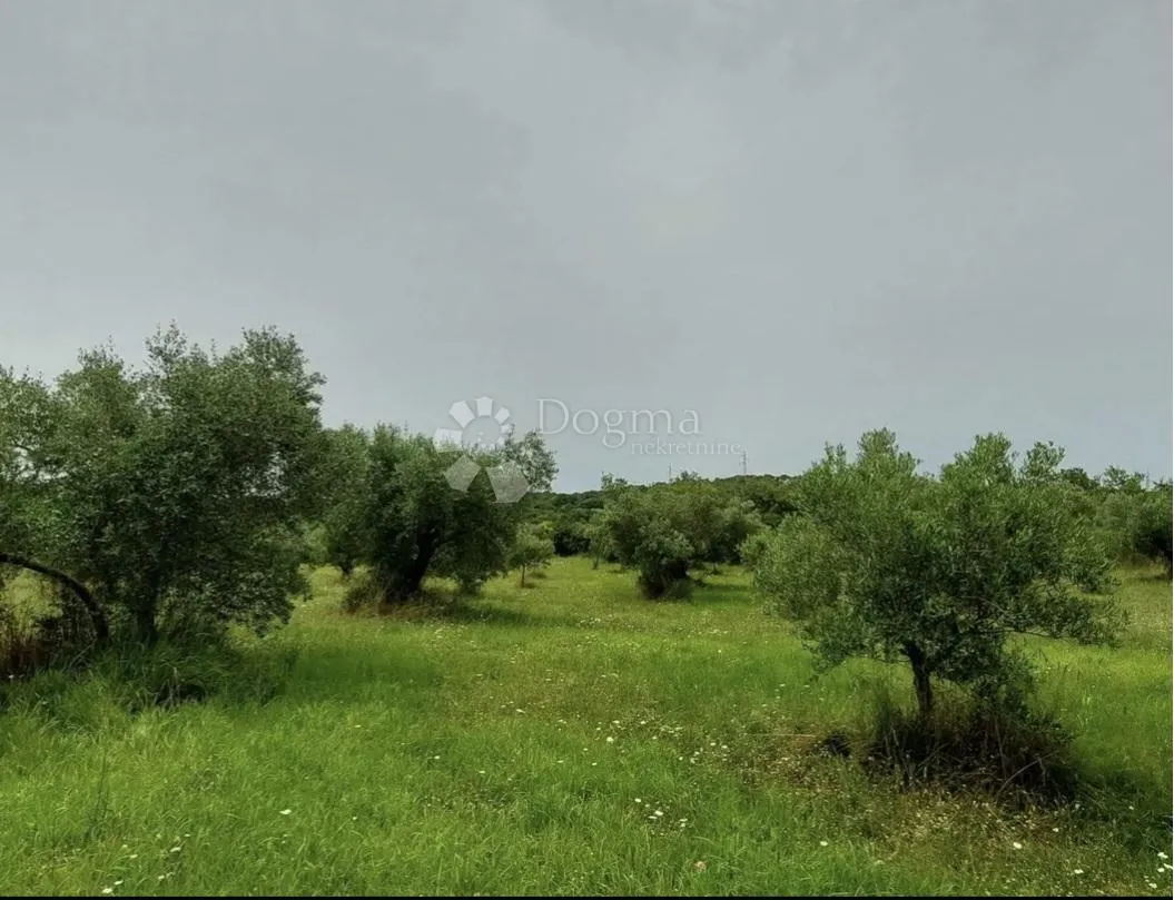 maslenik kod rovinjskog sela - slika 4