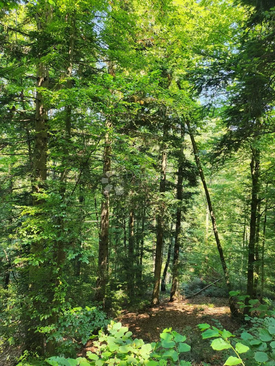 36.192m² zemljišta, šuma i oranice po atraktivnoj cijeni! - slika 8