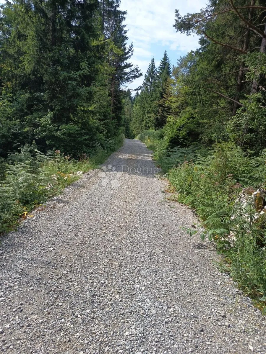 šuma na plitvicama - slika 6