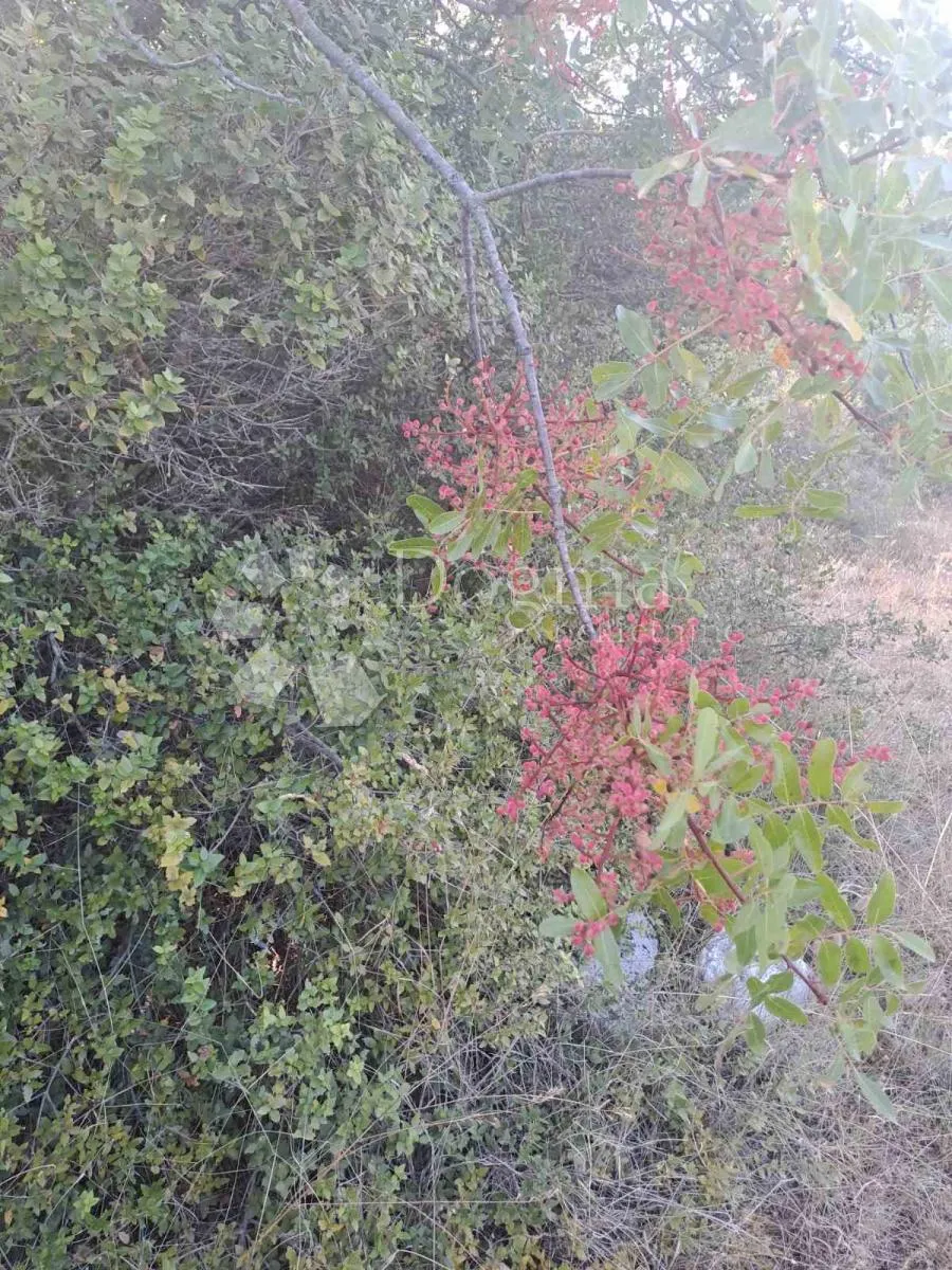 poljoprivredna parcela na traženoj lokaciji u balama - slika 2