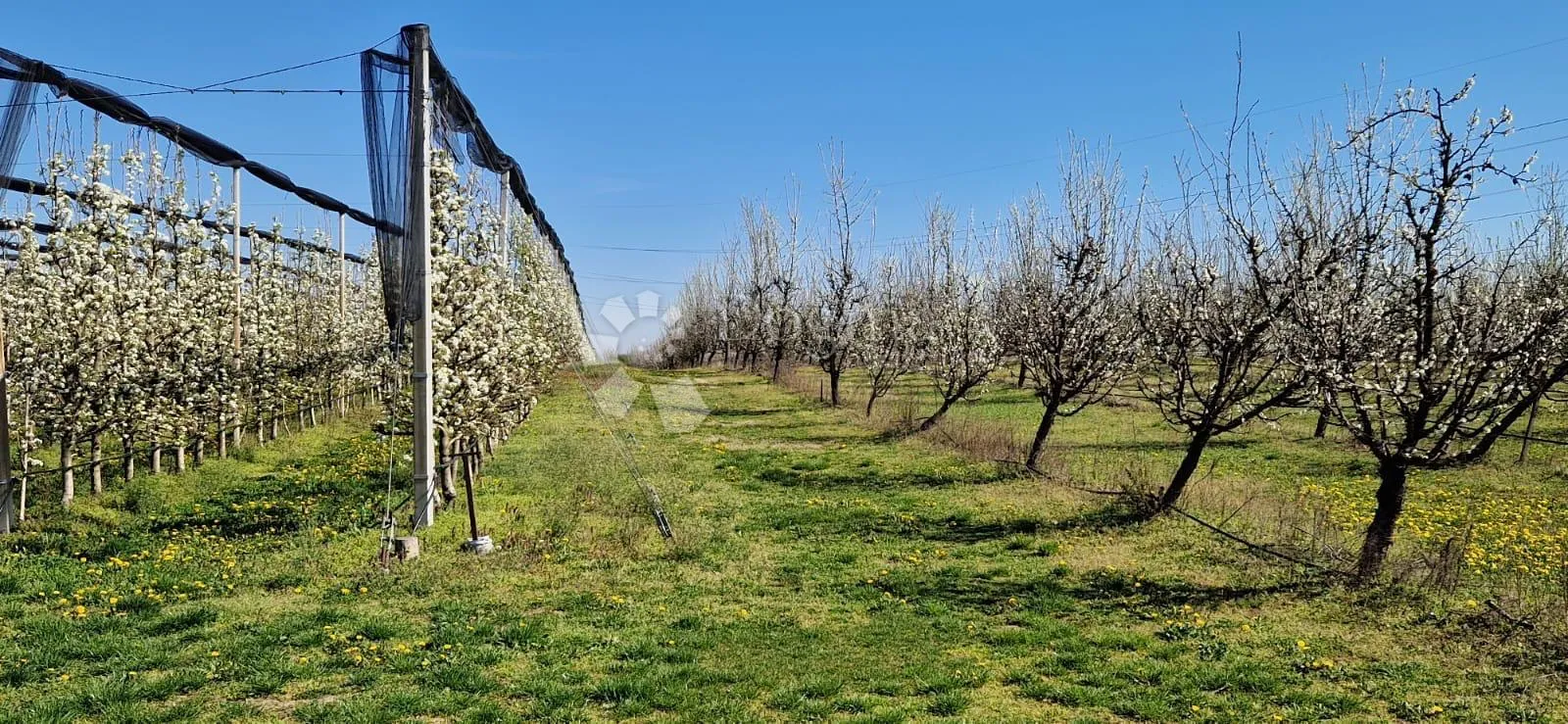 voćnjak beli manastir 7,3 ha u komadu šljiva, kruška - slika 6