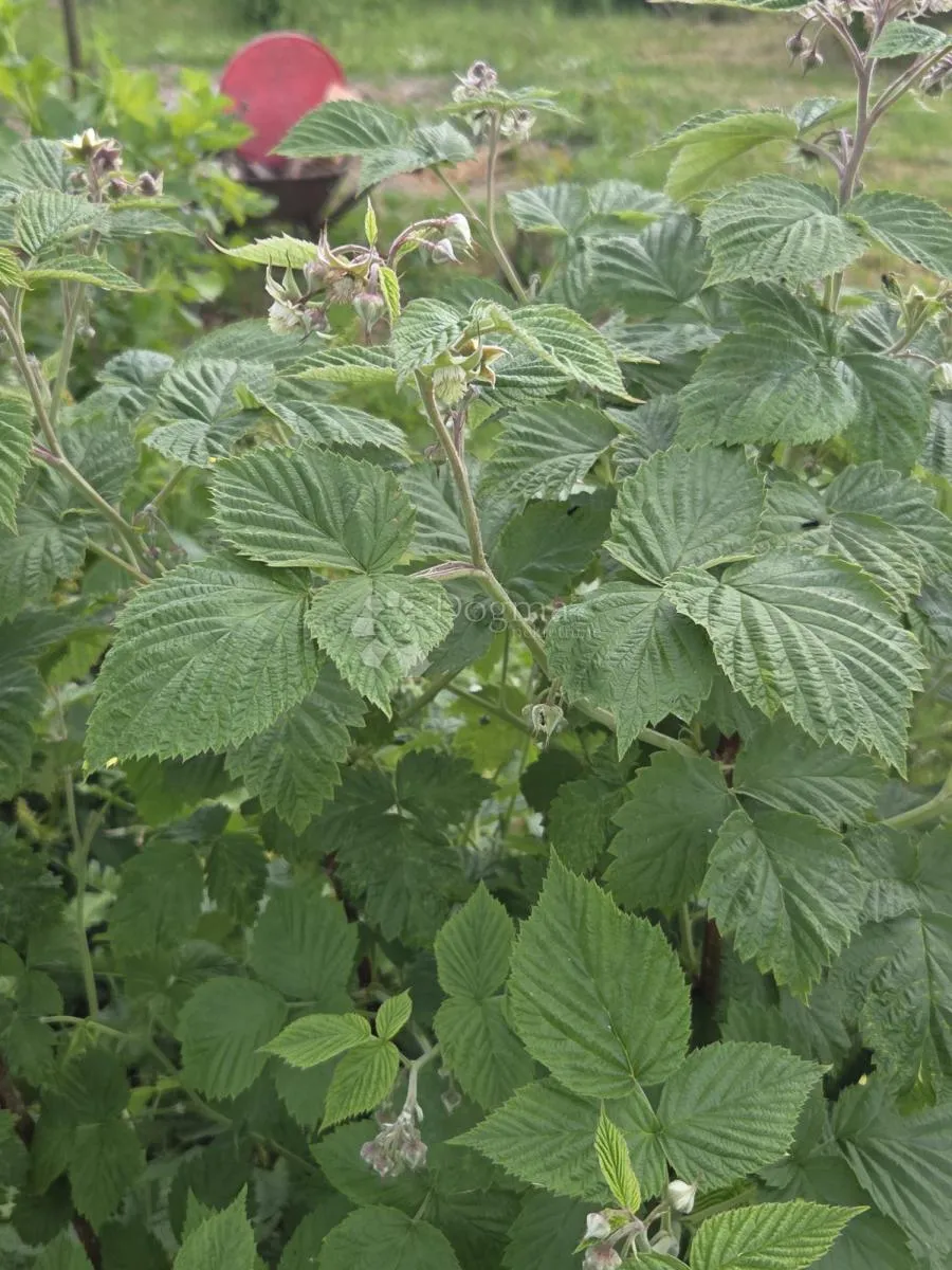 održavan voćnjak s bunarom – 6.494 m² - slika 3