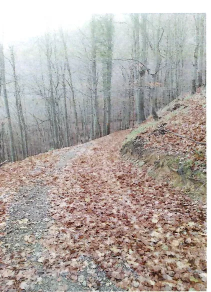 šuma u kaniži - slika 5