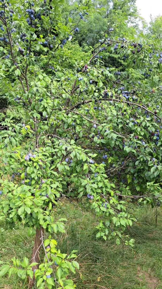 parcela u zelenoj zoni unutar građevinskog područja - slika 7