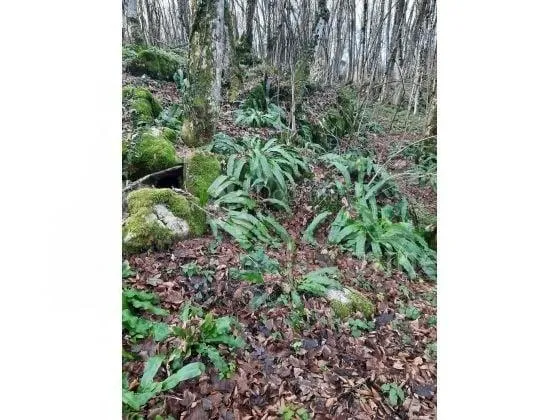 zemljište sa dozvoljenom gradnjom - slika 3