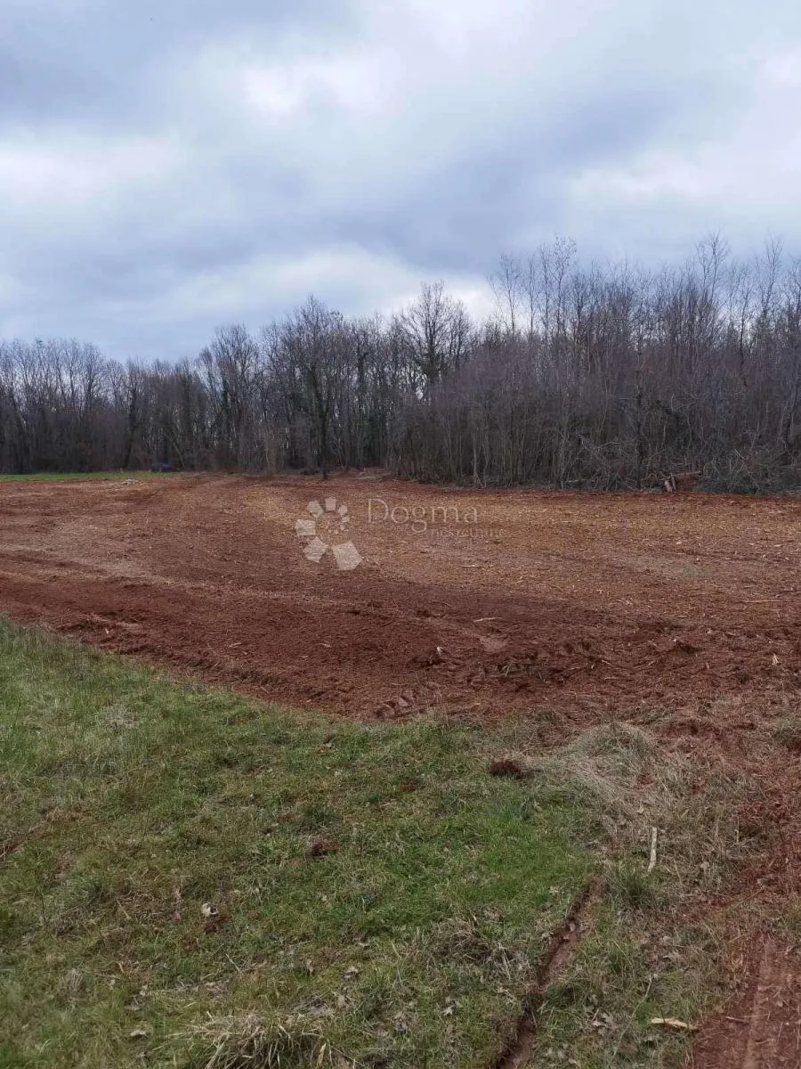 prostrana šuma površine 11669m2, blizina naselja!! - slika 5