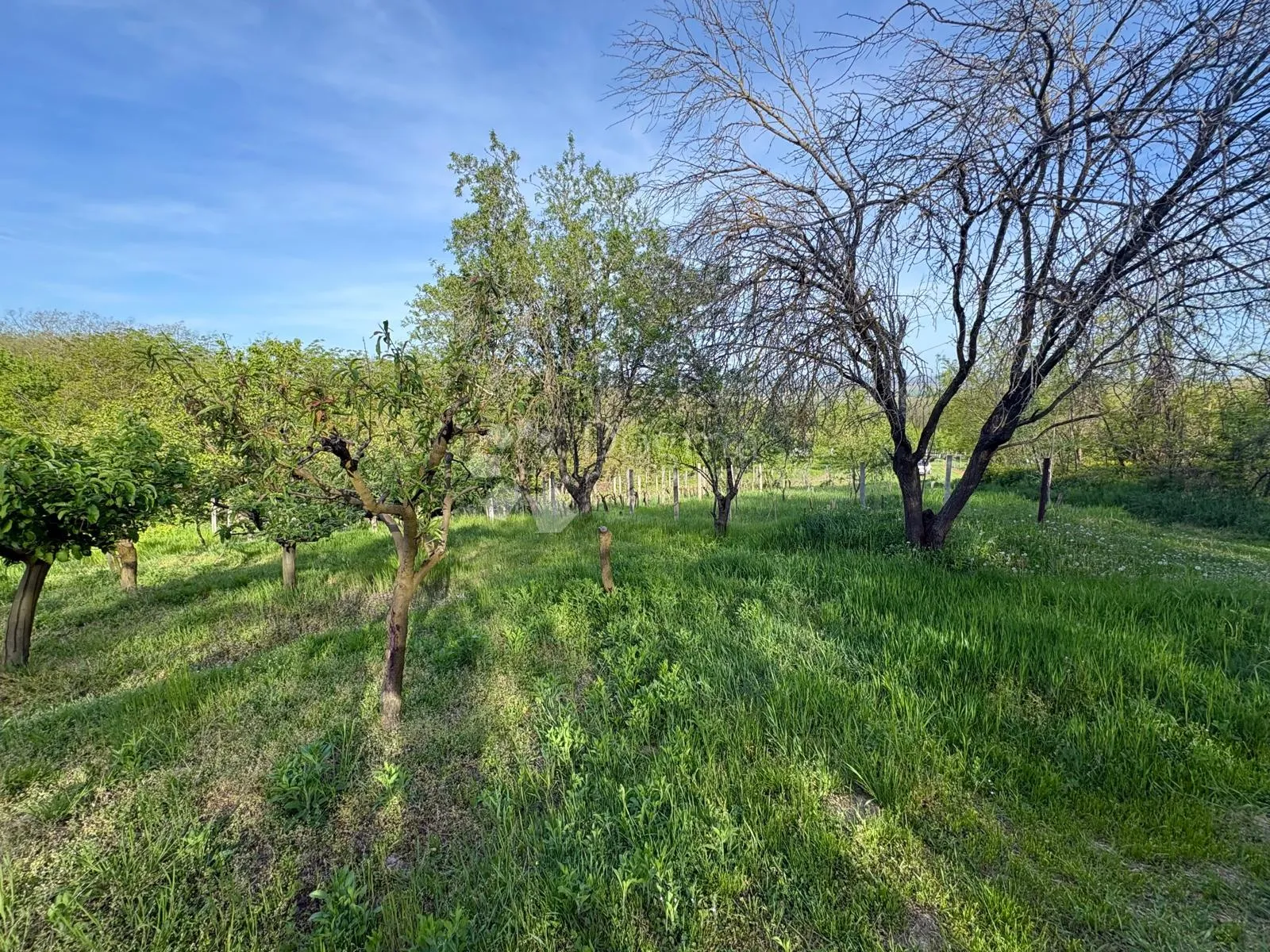 oaza mira i privatnosti – vikendica s vinogradom i 3.797 m² okućnice - slika 41