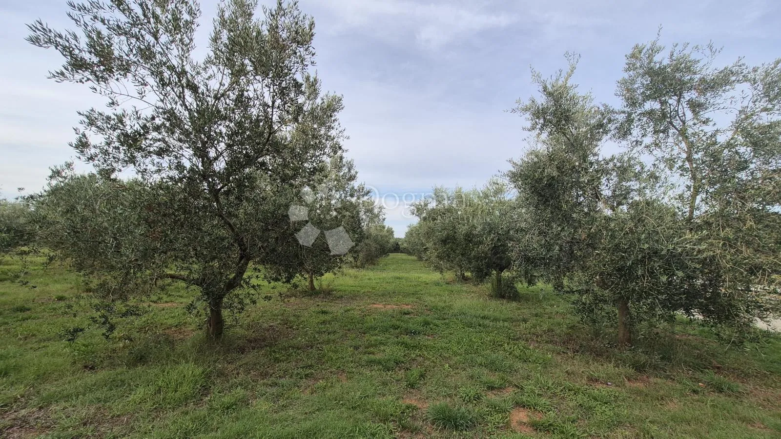 maslinik sa 205 maslina u šišanu - slika 8
