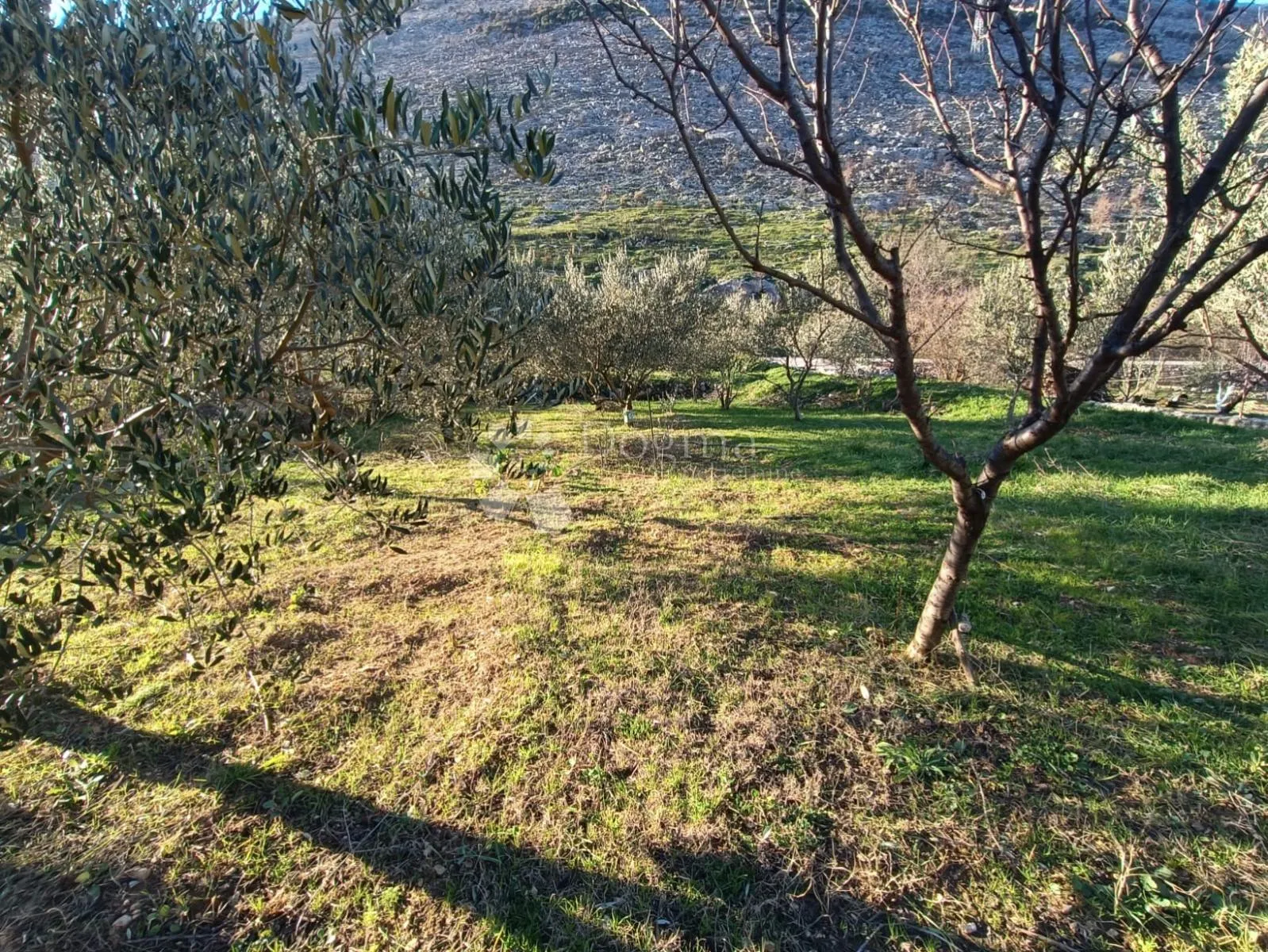 prilika! poljoprivredno zemljište srinjine, split - slika 2