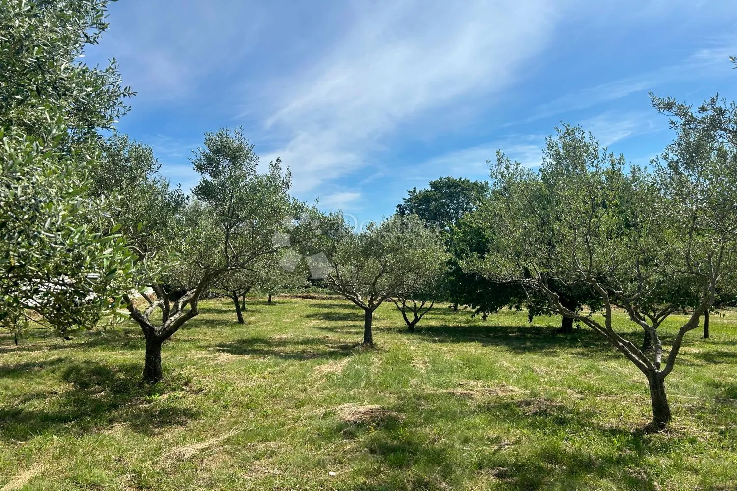 sveti lovreč – građevinska parcela s nasadom maslina - slika 9