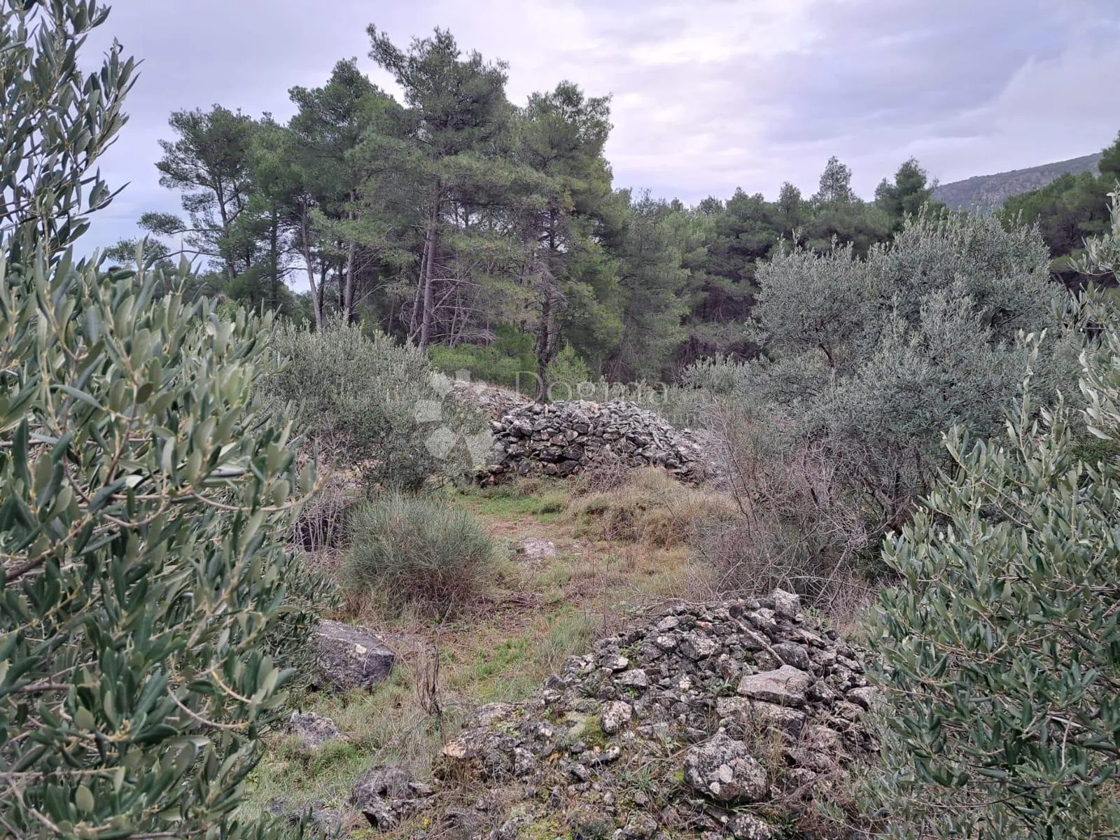 poljoprivredno zemljište hvar-jelsa 9500m2 - slika 6