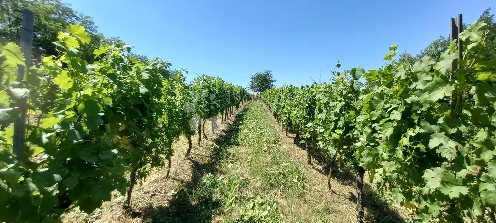 draž-jedinstvena prilika za pokretanje turističke djelatnosti - slika 3