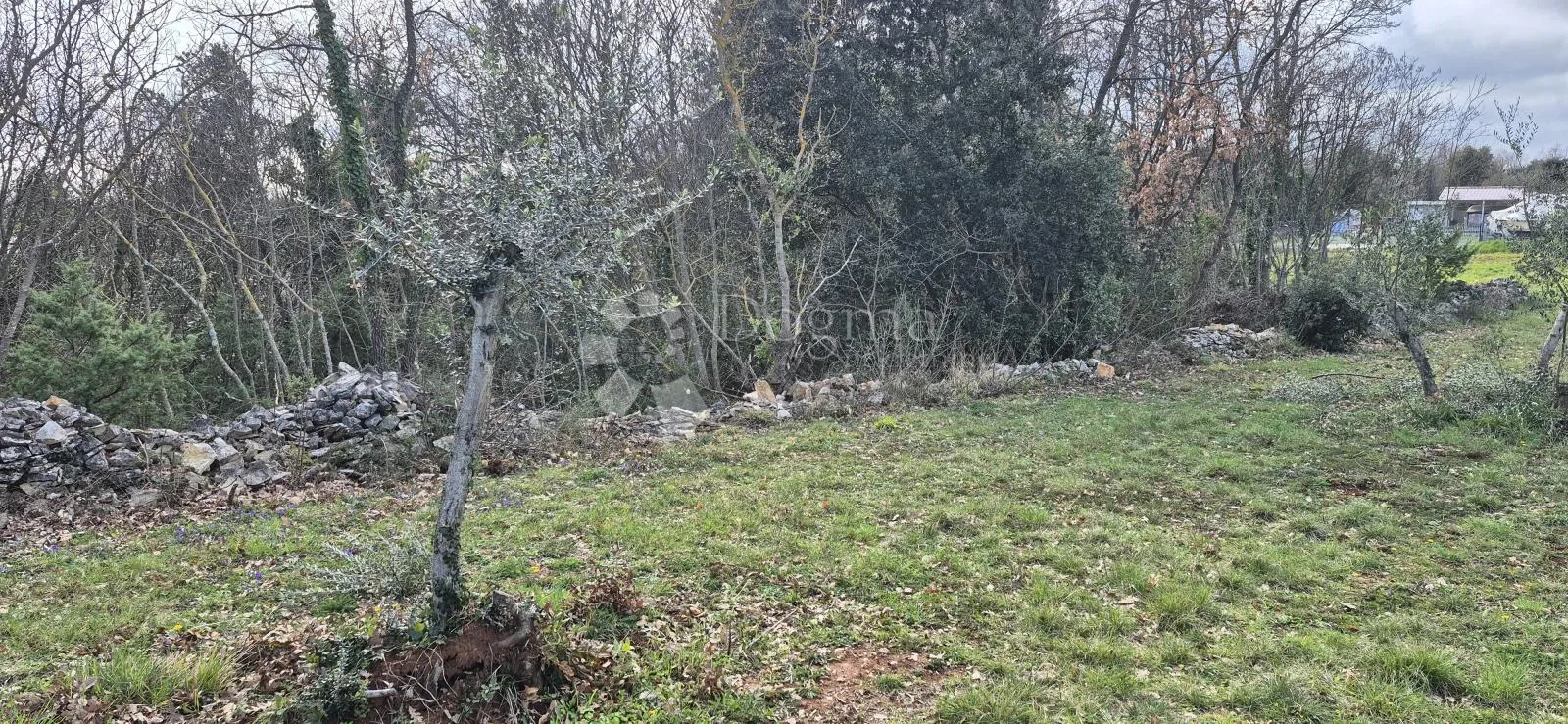 građevinsko zemljište na samo 1,5 km od mora sa 6 stoljetnih maslinama - slika 10