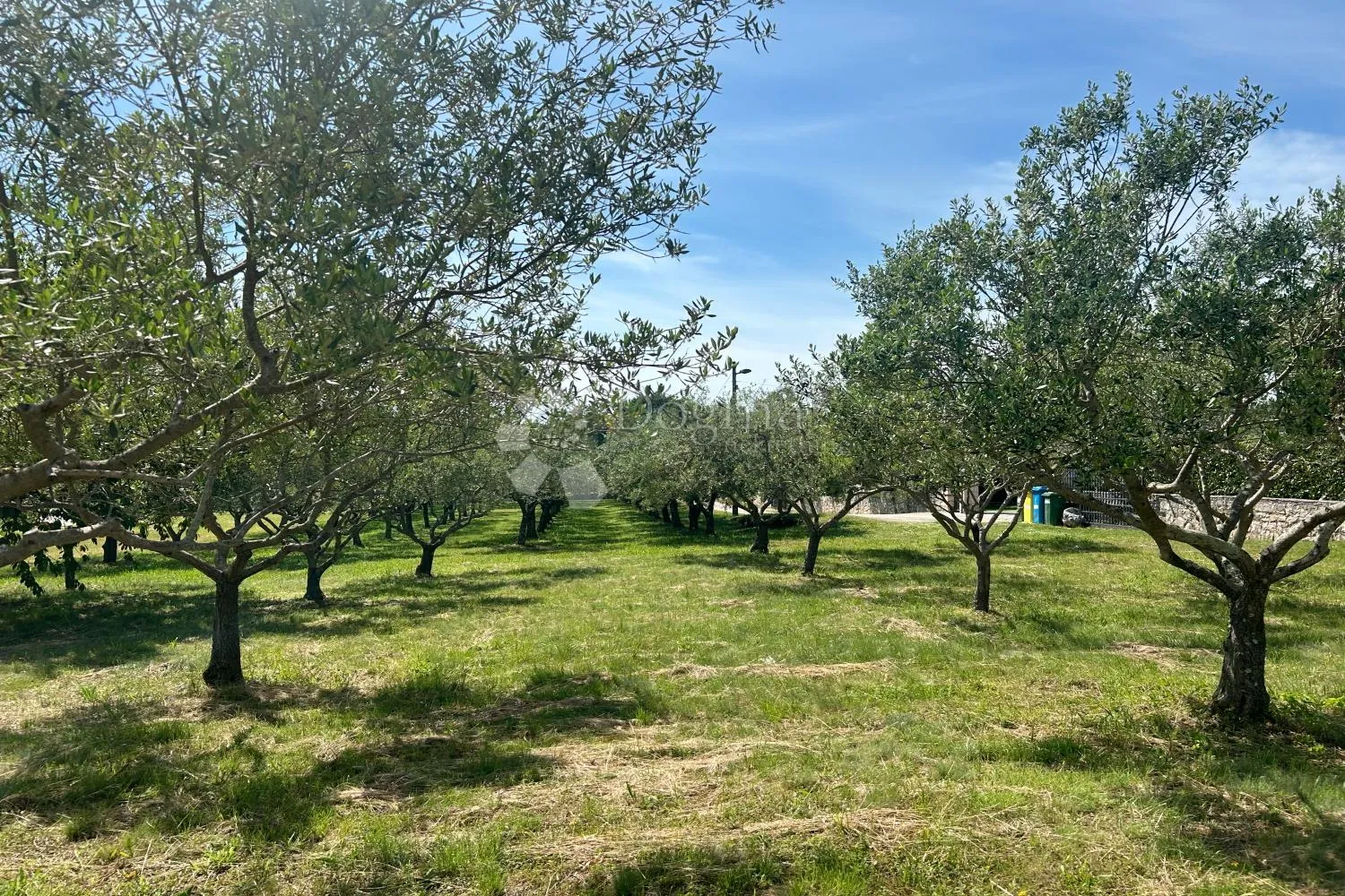 sveti lovreč – građevinska parcela s nasadom maslina - slika 10