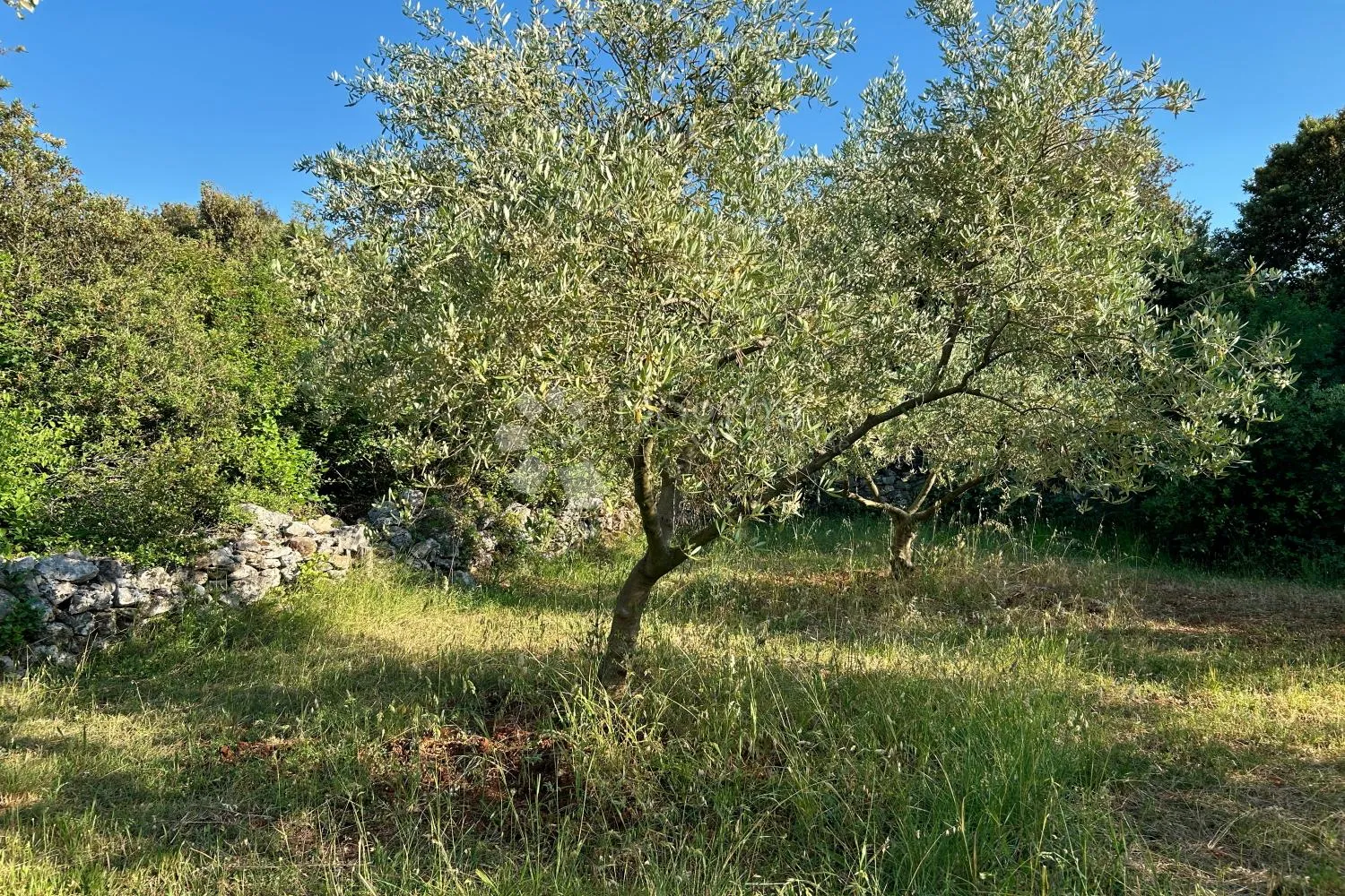 rovinj – rjetkost, odličan maslinik 300 m od mora - slika 17