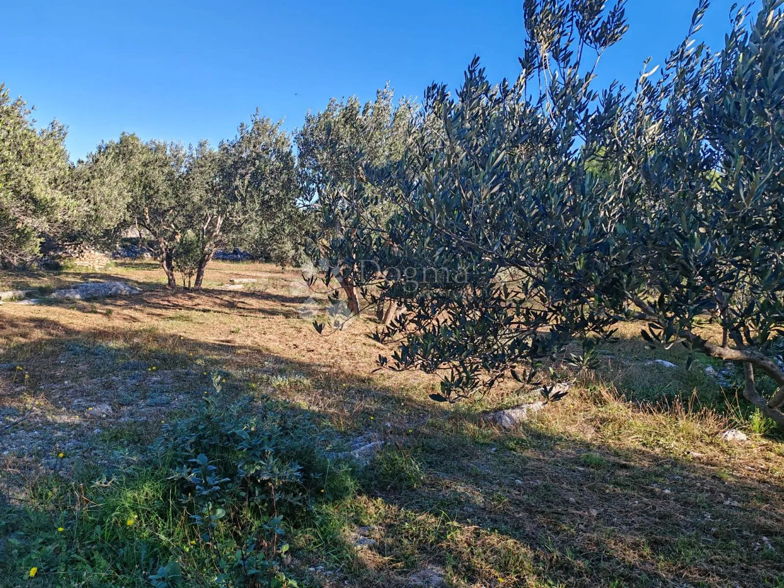 zablaće - šibenik - maslinik - slika 6