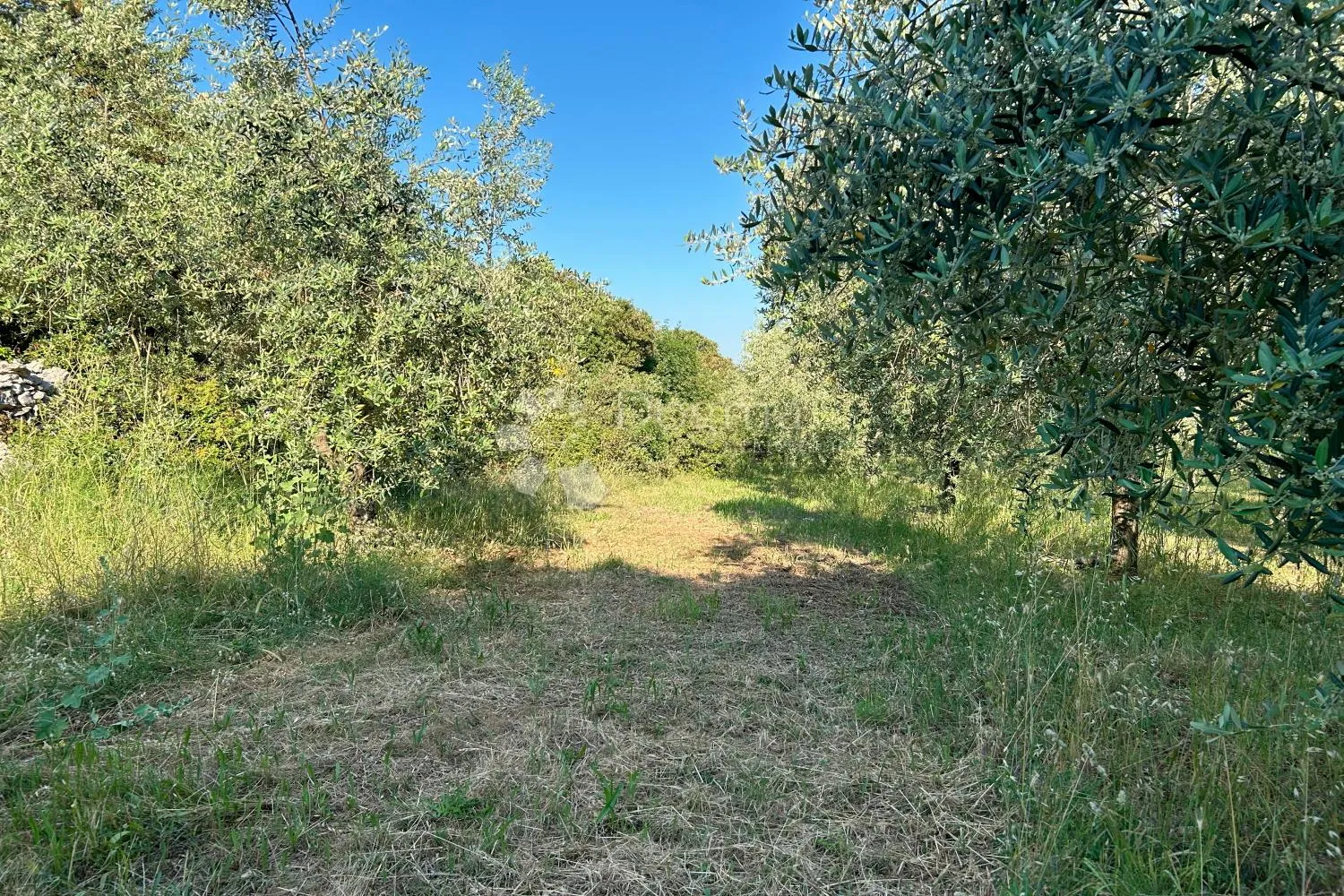 rovinj – rjetkost, odličan maslinik 300 m od mora - slika 6