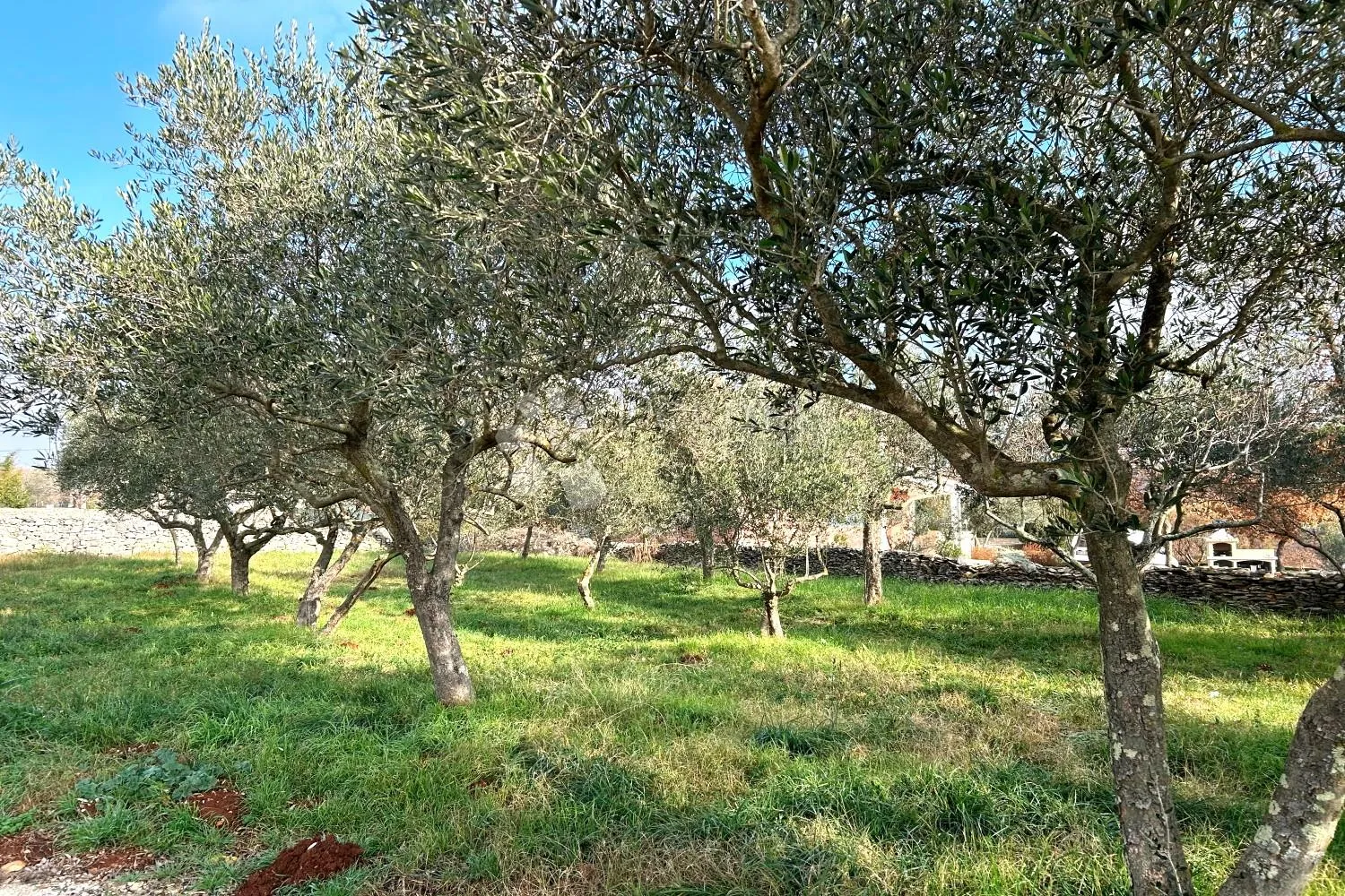 vodnjan – prekrasna ravna parcela s manjim maslinikom - slika 5