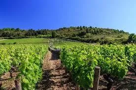 poljoprivredno zemljište s maslinikom i vinogradom u okolici rovinja 7.267m2 - slika 4