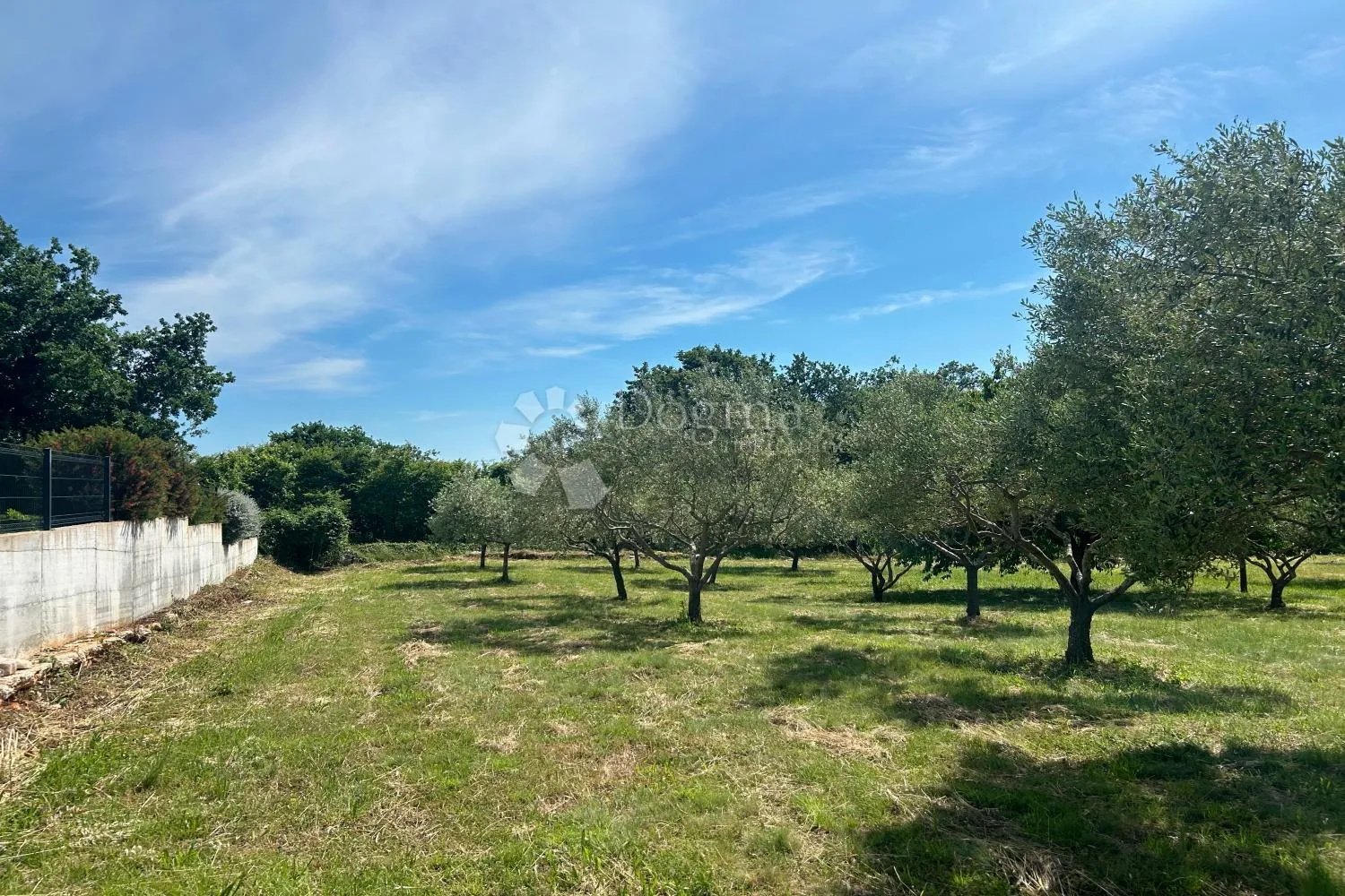 sveti lovreč – građevinska parcela s nasadom maslina - slika 7