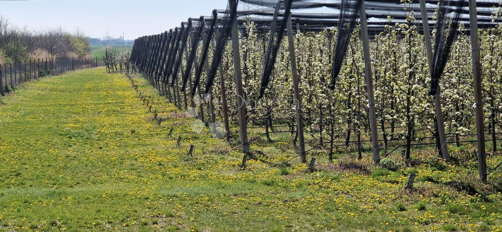 voćnjak beli manastir 7,3 ha u komadu šljiva, kruška - slika 3