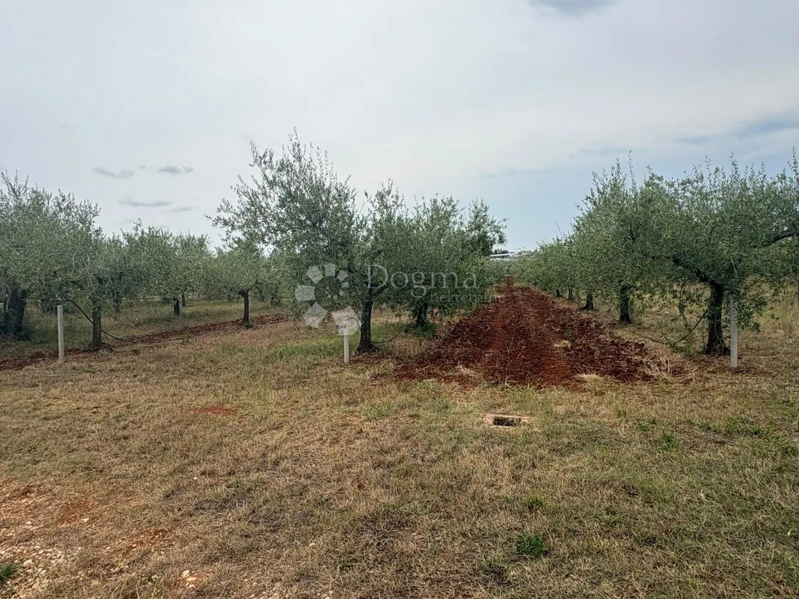 Prekrasno poljoprivredno zemljište u Kašteliru (2133 m²) – Masline i priključak vode! - Labinci, Kaštelir - Labinci