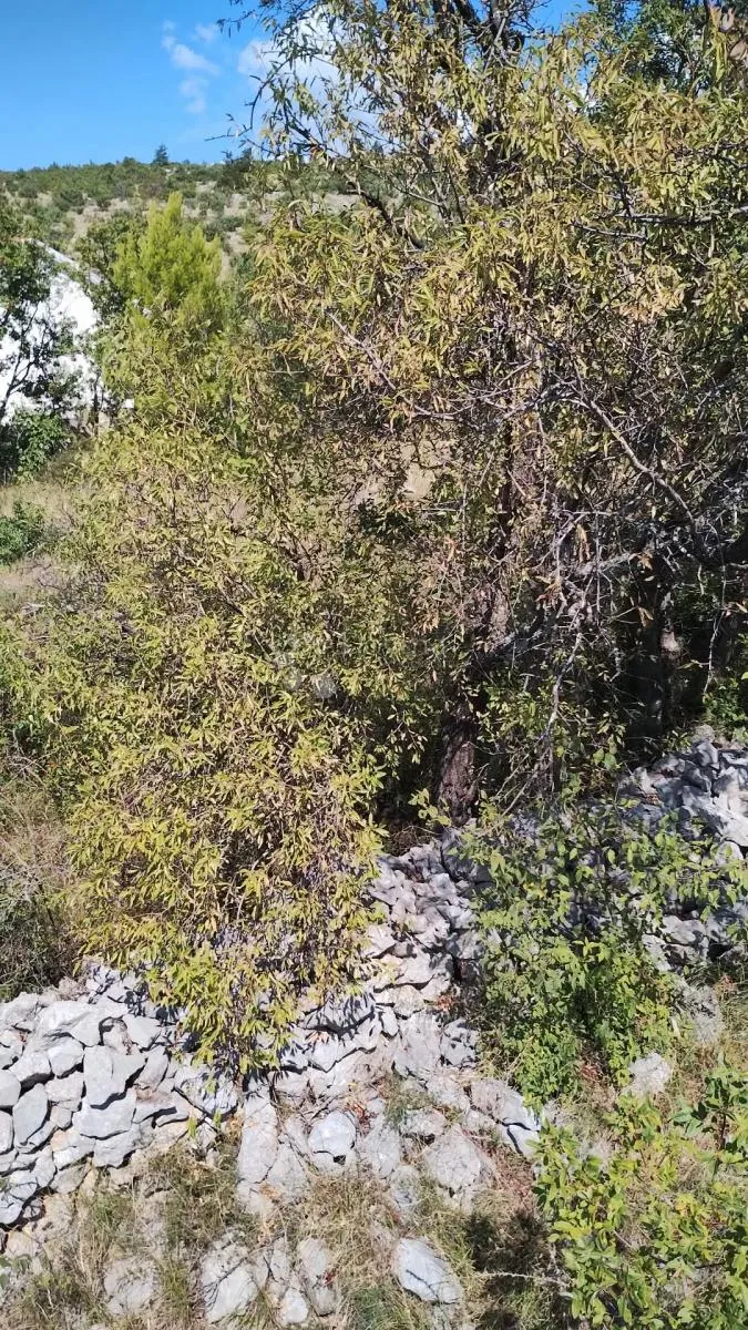 građevinsko zemljište - seline - starigrad - slika 7