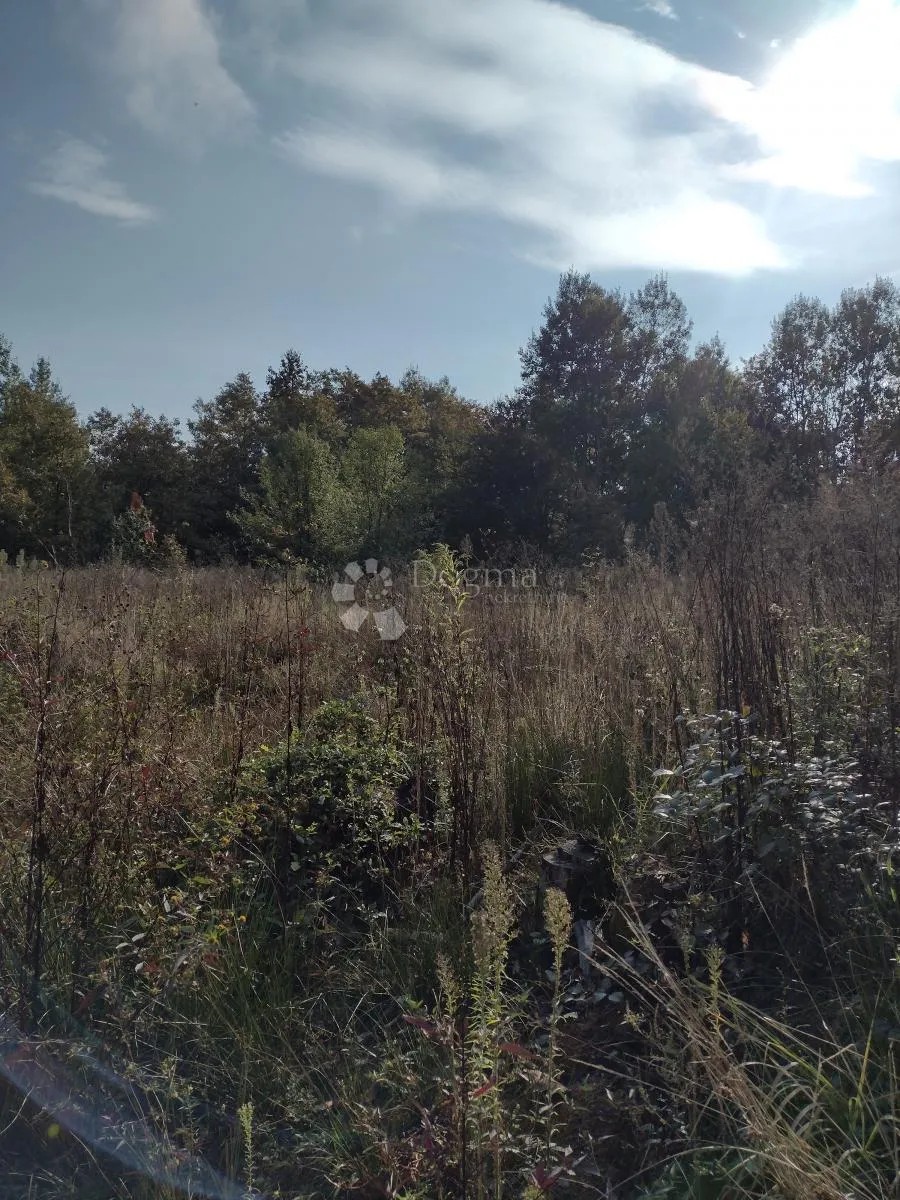 još 4.5 ha netaknute divljine - slika 2