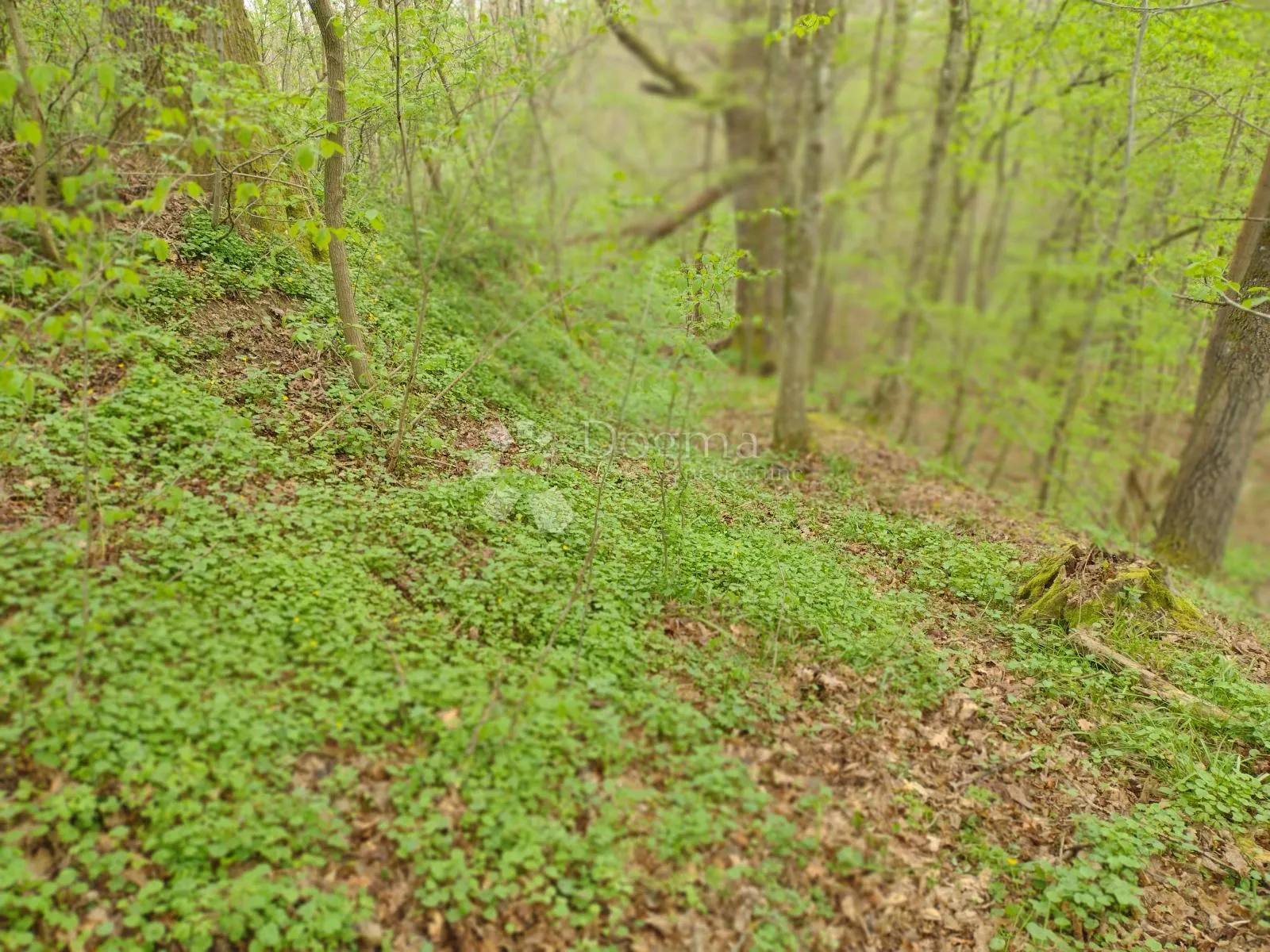 blatuša - 11.2ha - potok, konji !!! - slika 24