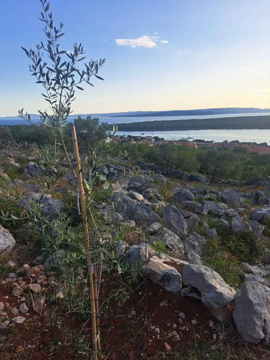 maslinik s pogledom na more – punat, otok krk - slika 2