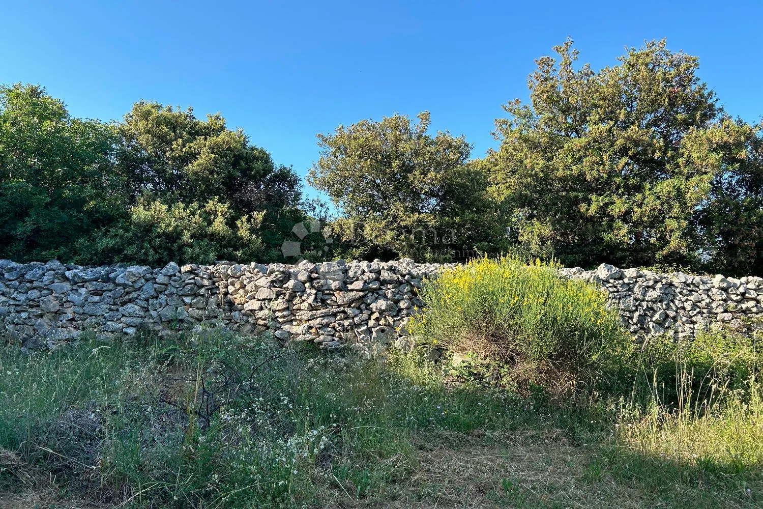 rovinj – rjetkost, odličan maslinik 300 m od mora - slika 7