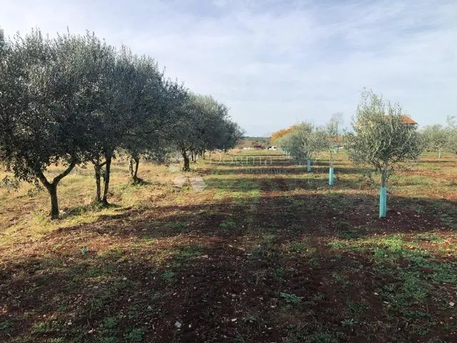 atraktivno zemljište u umagu - slika 3