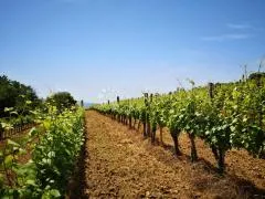 bektež - vinograd s vikendicom u blizini ribnjaka - slika 14
