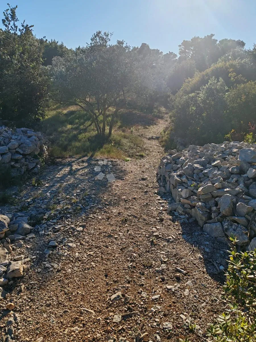 zablaće - šibenik - maslinik - slika 14