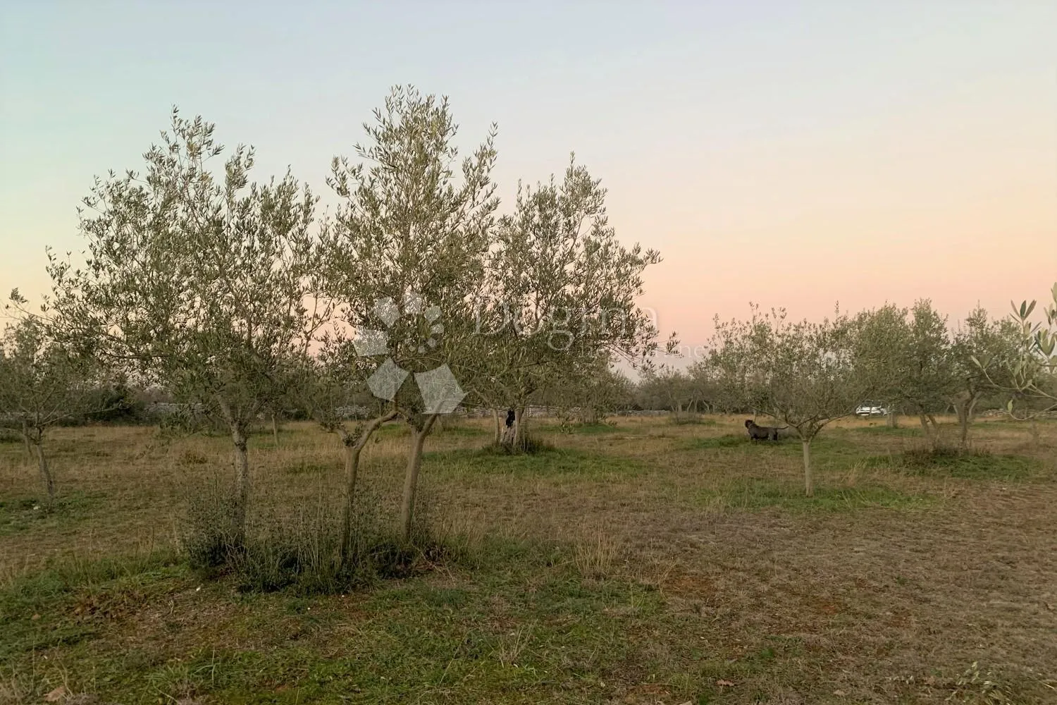 bale – maslinik i šuma 3 km od mora - slika 10