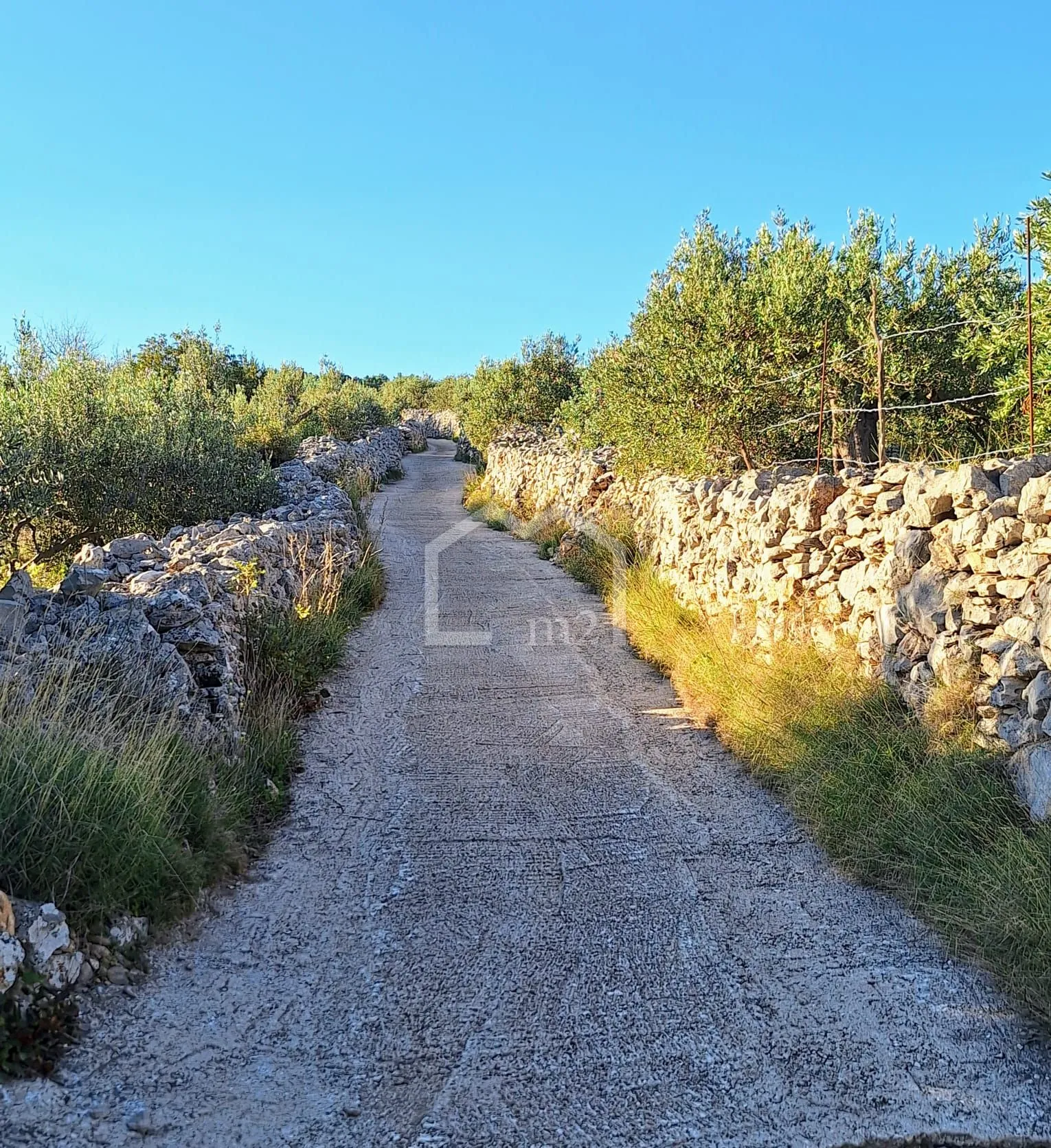 maslinik, mirca,brač - slika 7