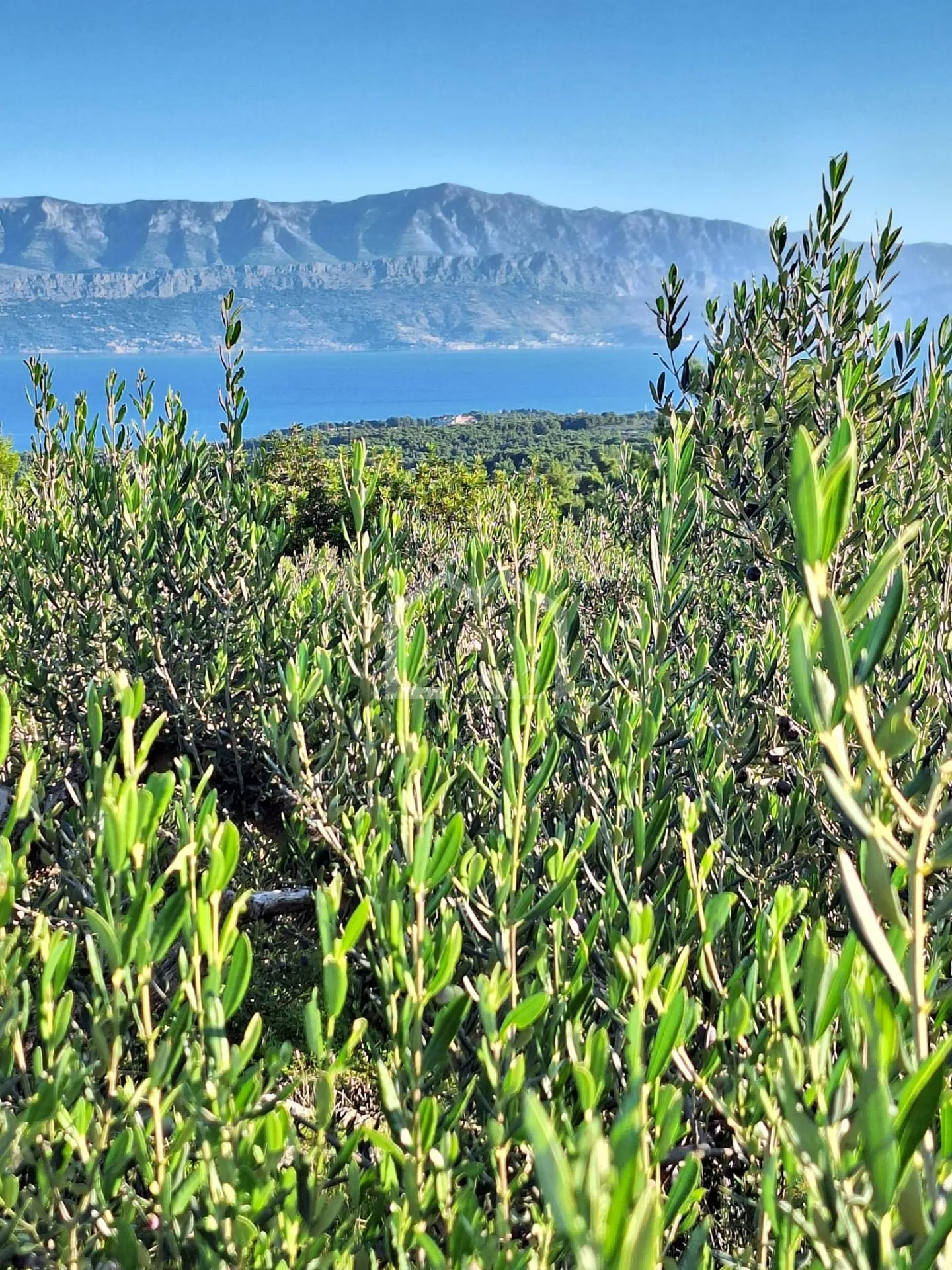 maslinik, mirca,brač - slika 6