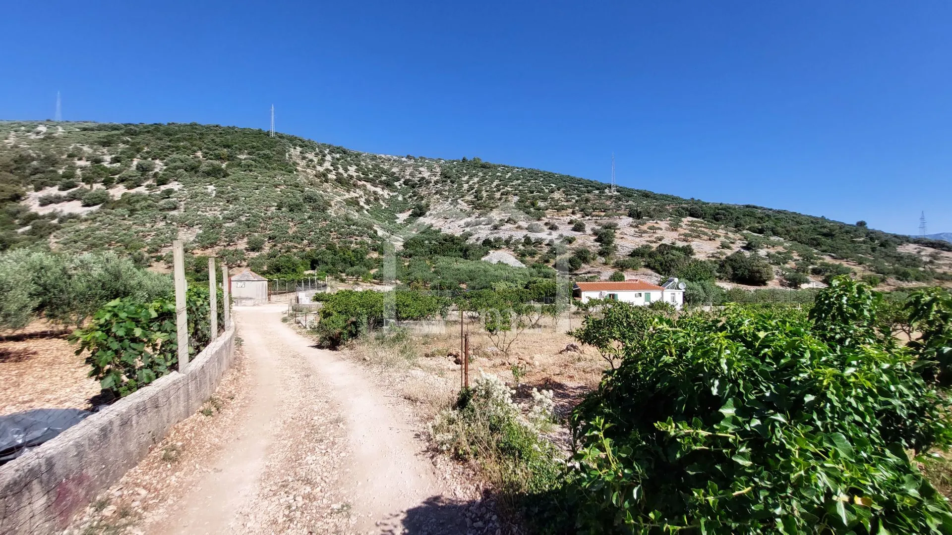 maslinik, dol, brač - slika 6