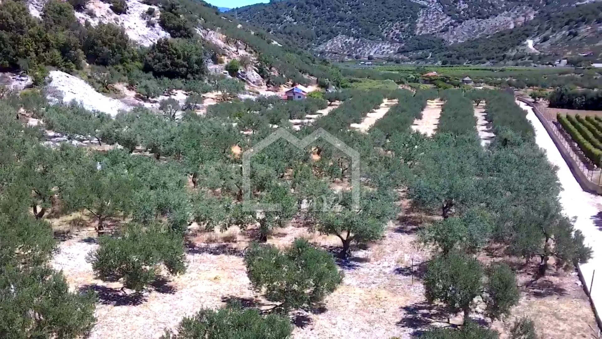 maslinik, dol, brač - slika 4
