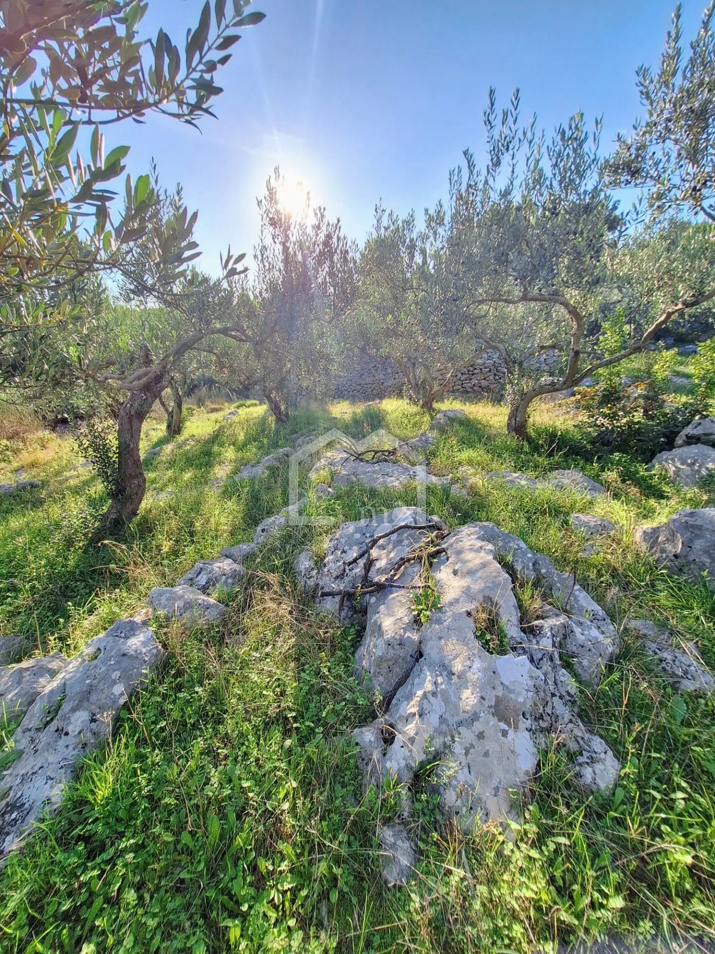maslinik, mirca,brač - slika 3