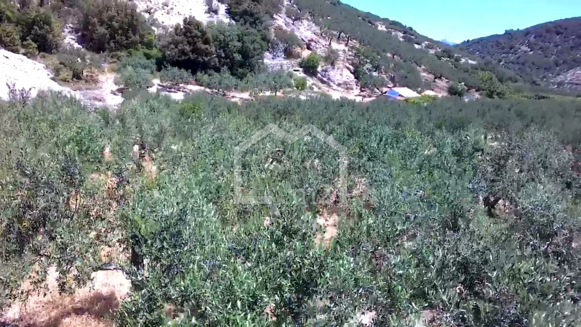maslinik, dol, brač - slika 5