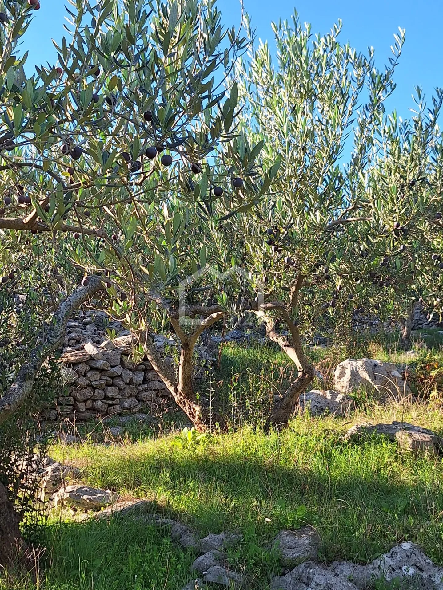 maslinik, mirca,brač - slika 5
