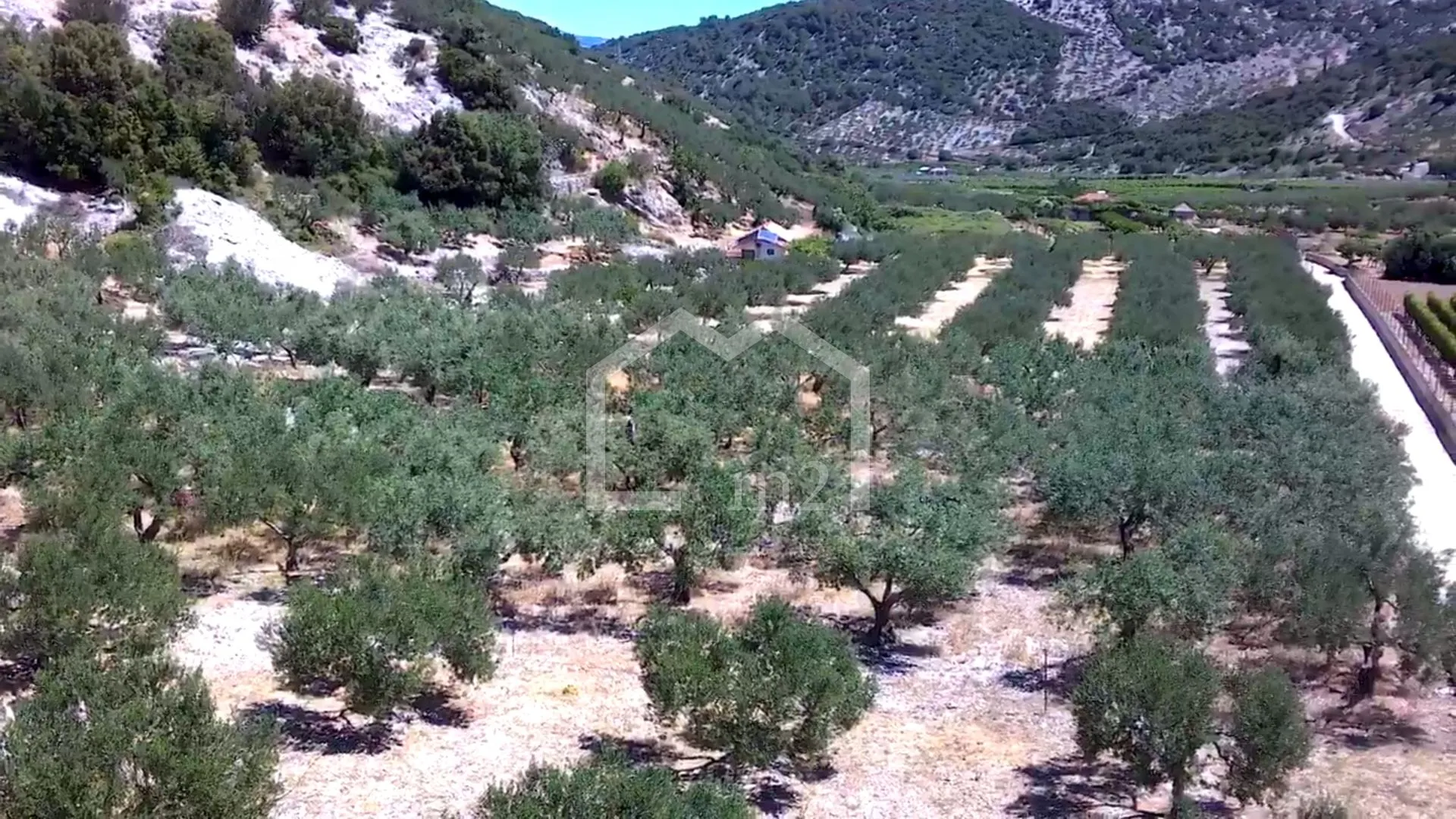 maslinik, dol, brač - slika 3
