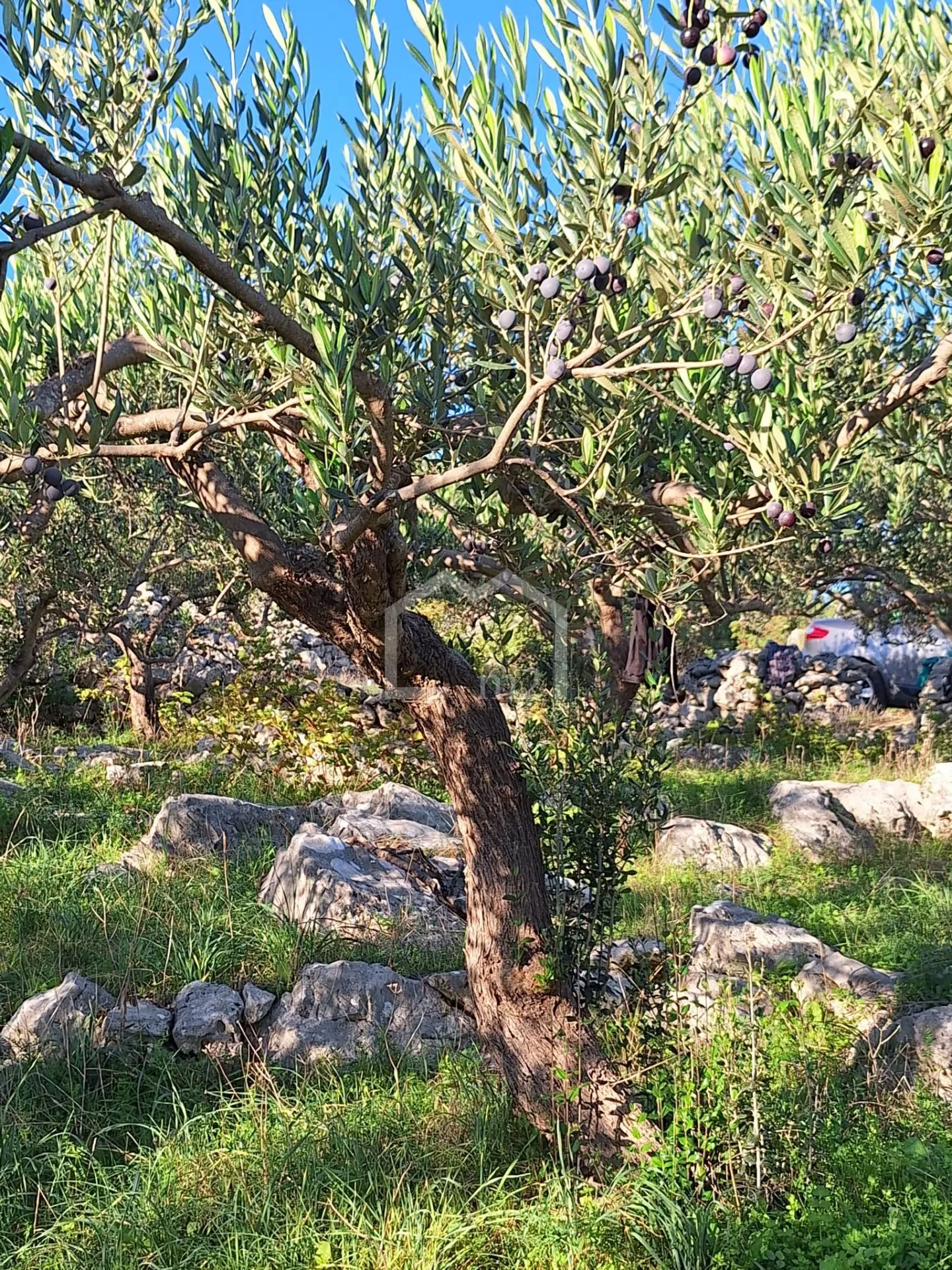 maslinik, mirca,brač - slika 4